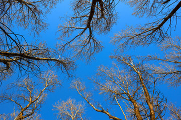 Crowns of poplar trees with young green foliage in early spring view from below into the blue sky. View of the sky through the trees from below