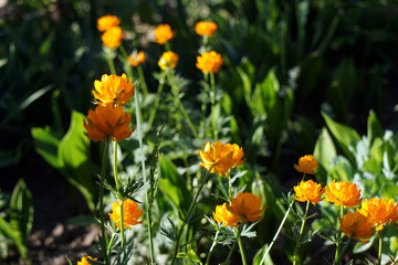 Bright Orange Trollblume Flowers in the Garden
