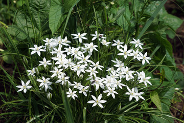 flowering in the garden. white flowers like stars