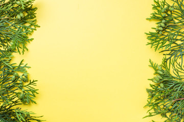 Branch thuja on yellow background with copy space.