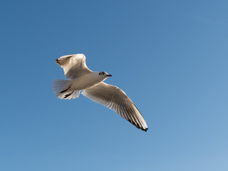 Mouette en vol