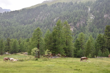 Reh, Rehbock, Wild, Wildtier, Weide, Lichtung, Wald, Waldlichtung, scheu, Martell, Martelltal,...