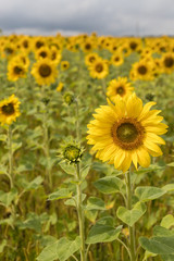 Obraz premium A meadow full of bright yellow tall sunflowers with fresh petals