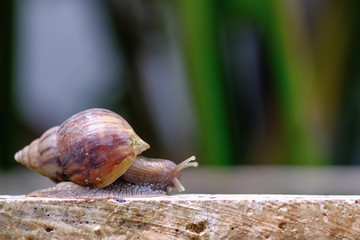 Big snail in shell crawling on road, summer day in garden, A common garden snail climbing on a stump, edible snail or escargot, is a species of large, edible, air-breathing land.