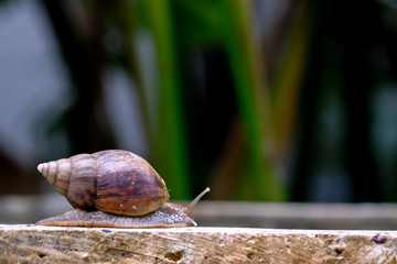 Big snail in shell crawling on road, summer day in garden, A common garden snail climbing on a stump, edible snail or escargot, is a species of large, edible, air-breathing land.