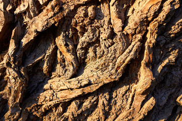 Old tree bark texture willow wood