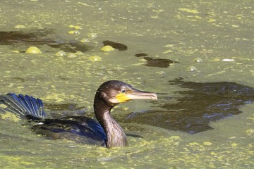 Cormoran à aigrettes
