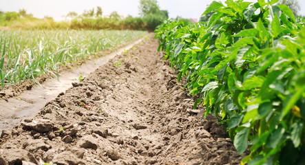 Fototapeta na wymiar Plantation of young peppers and leek on a farm on a sunny day. Growing organic vegetables. Eco-friendly products. Agriculture land and agro business. Ukraine. Selective focus