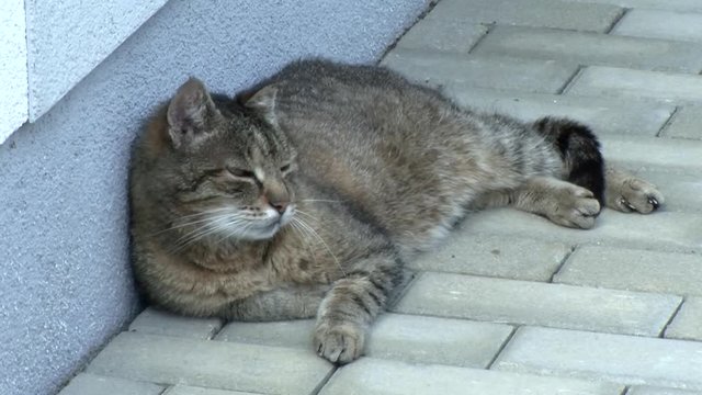 Ich hei&szlig;e "Tiger" und ruhe mich aus