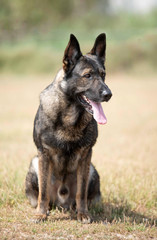 Fototapeta premium training of german shepherd