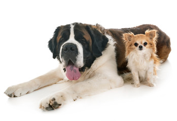 saint bernard and chihuahua
