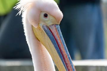 Portrait eiens Pelikans