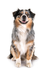 australian shepherd in studio