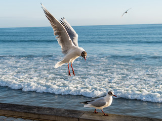 Seagulls near the ocean