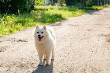 White dog - Japanese Spitz stands on the road on a Sunny day