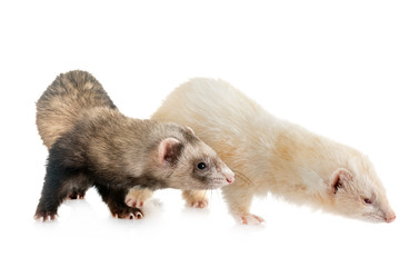 two ferrets in studio
