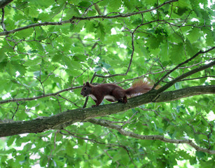Eichhörnchen auf einem Ast