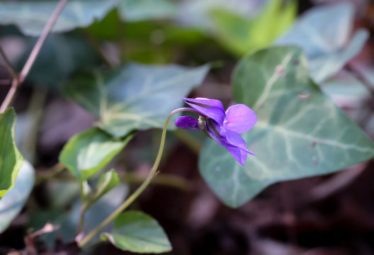 Blaues Pfeilchen