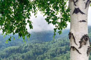 Birch Tree Trunk and Branches with Green Leaves on a Misty Summer Morning. Blurred Background of Forested Mountain Slope with Clouds Flowing Low.