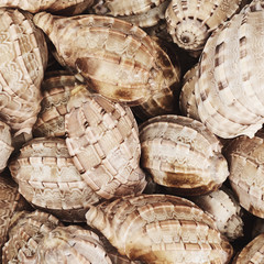 Travel and summer concept. Beautiful brown and beige big seashells. Exotic texture and pattern. Neutral back ground. Top view, flat lay.