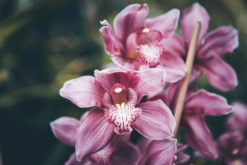 Fototapeta premium Pink flower