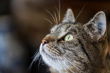 Neugierige Katze Ronja beobachtet