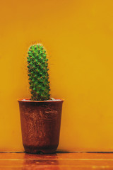 a Green cactus in the yellow scene