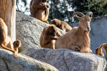 Mähnenschaf wird von Pavian gelaust