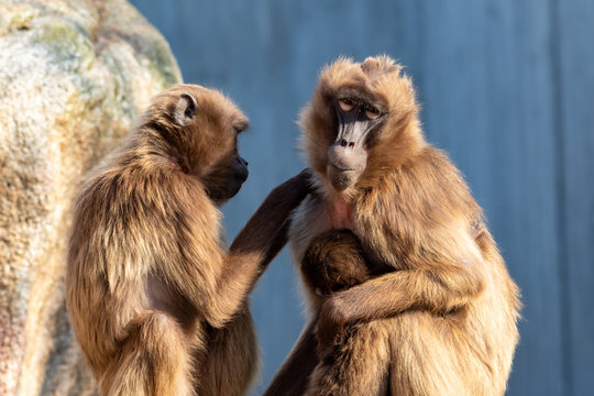 Blutbrustpavian laust einen Freund