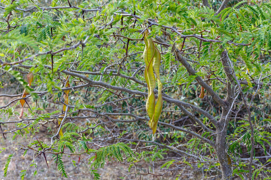 Gleditsia triacanthos. &Aacute;rbol con vainas de semillas de acacia tres espinas, acacia negra.