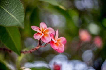 Obraz premium two Pink plumeria flowers on the leaf