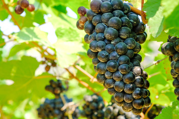 vineyard with ripe grapes in countryside, grape harvest in Italy.