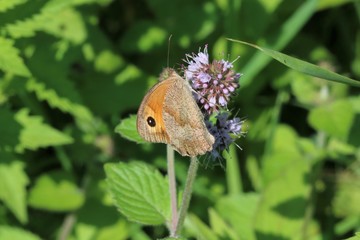 Fototapeta premium Myrtil