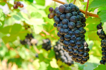 vineyard with ripe grapes in countryside, grape harvest in Italy.