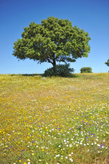 Holm oaks and meadow in the hills of Cornalvo, a natural park in the heart of Extremadura, Spain