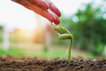 hand of farmer watering to small beans in garden with sunshine background