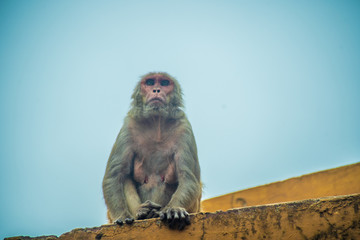 monkey on the roof top in Jaipur