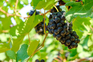 vineyard with ripe grapes in countryside, grape harvest in Italy.