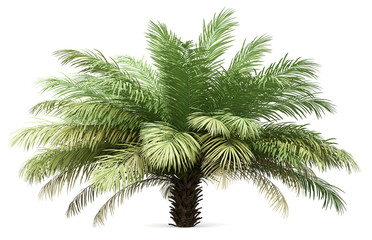date palm tree isolated on white background