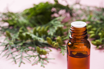 Thuja aroma essential oil in a glass jar on a pink background. Copy space. Selective focus.