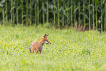 red fox (vulpes) standing in green meadow in front of cornfield