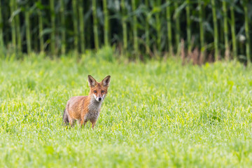 one red fox (vulpes) standing in front of cornfield