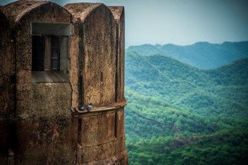 pigeon in Jaigarh Fort heritage tourist in jaipur