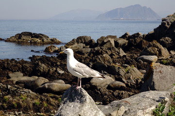 Gabbiano appollaiato