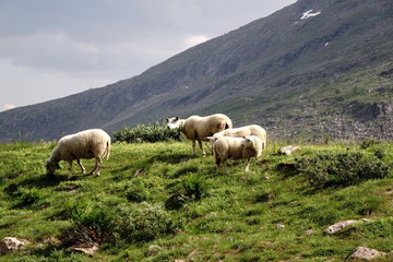 Pecore al pascolo in montagna