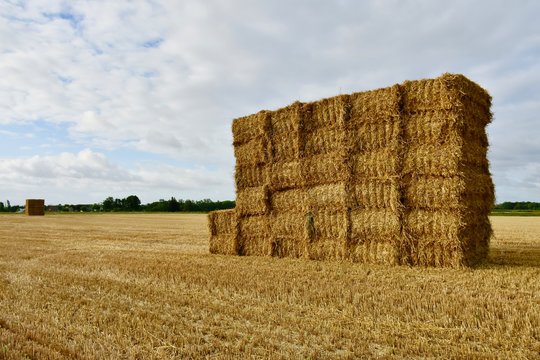 Bales of hay in field