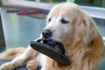 Golden Retriever dog, puppy outdoors on a sunny day.