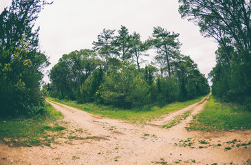 The intersection of two roads in the forest.