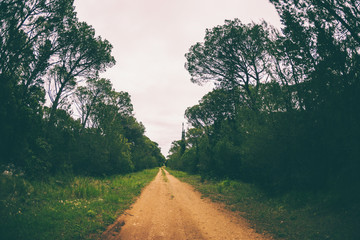 Dirt road in the forest.
