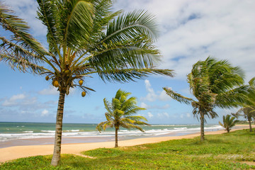 Obraz premium Tropical beack with coconut trees at Bahia, Brazil